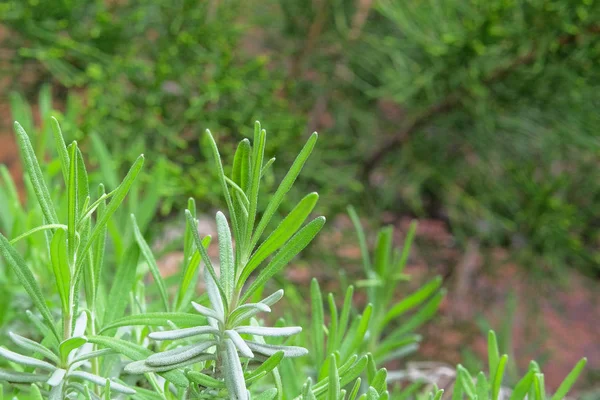 Ogród Ziołowy Rosemary Natura Zdrowy Smak Gotowanie Składniki Pożywienia Zielone — Zdjęcie stockowe