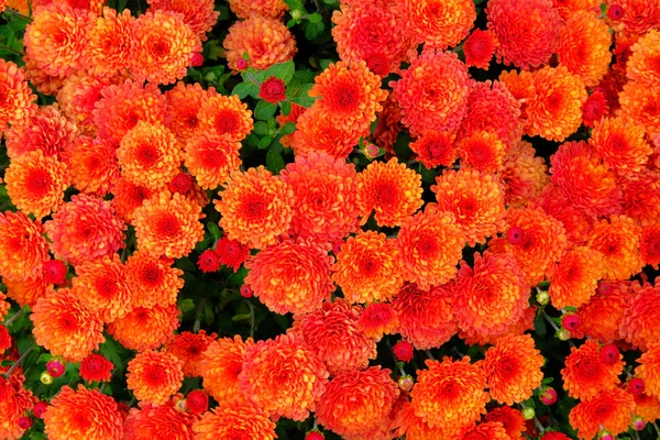 Bourgeons Chrysanthème Orange Dans Pépinière Magasin Jardin Chrysanthème Papier Peint — Photo