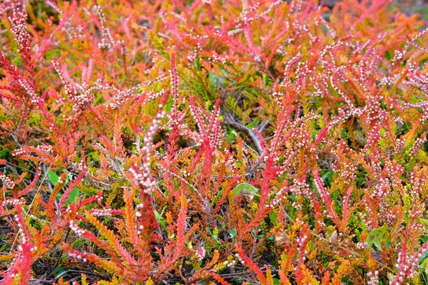 Orange Pink Common Heather Calluna Vulgaris Landscape Blooming Plant Heather — ストック写真
