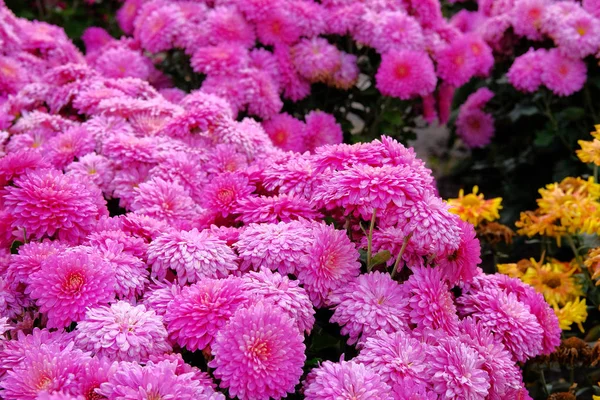 Fialové Chryzantémové Pupeny Školce Zahradnictví Tapety Chryzantémy Květinové Jasně Kvetoucí — Stock fotografie