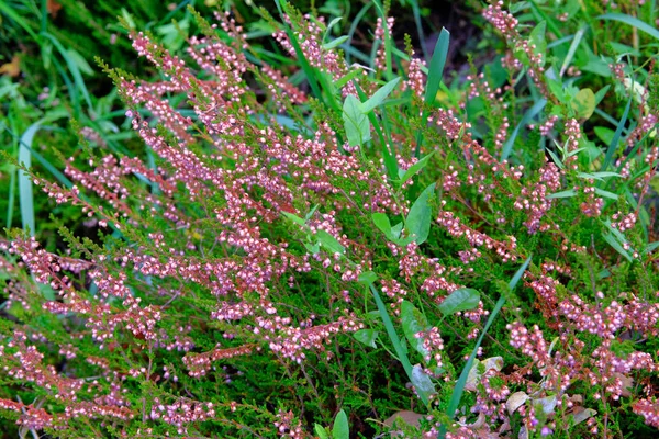 Heather Wei Kleurrijke Traditionele Europese Oktober Bloem Selectieve Focus — Stockfoto