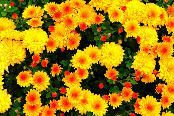 Crisantemos Anaranjados Amarillos Vivero Jardinería Papel Pintado Crisantemos Fondo Florido — Foto de Stock