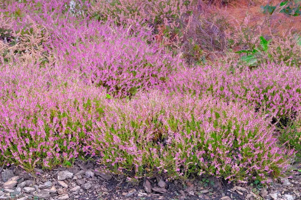 Paars Roze Heide Calluna Vulgaris Landschapsplant Heide Natuur Bloeiende Achtergrond — Stockfoto