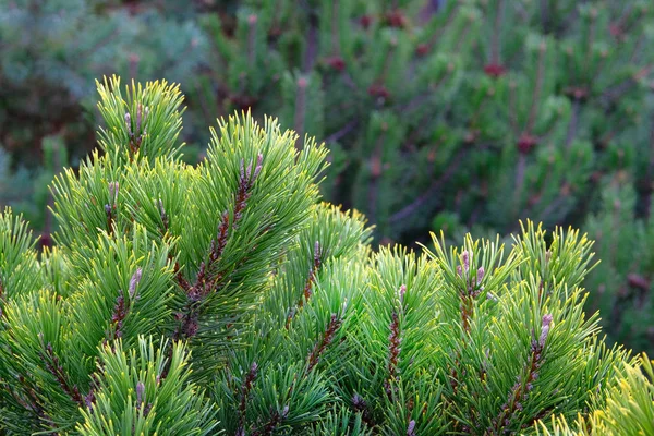 Julgransgrenar Grön Färsk Gran Gren Skogen Suddig Bakgrund Medicinsk Växt — Stockfoto