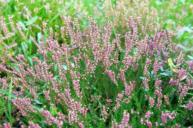 Çiçek açan Calluna vulgaris 'i kapatın. Çayırdaki mor çiçeklerin seçici odağı.
