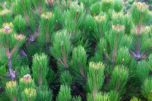 Pinus Sylvestris Christmas Tree Branches Green Fresh Fir Branch Forest — Stock Photo, Image