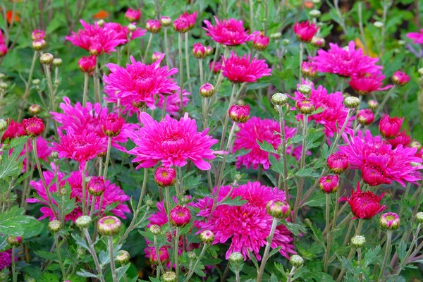 Purple chrysanthemum in gardening nursery and shop. Chrysanthemum wallpaper. Floral vibrant blooming background. Close up.