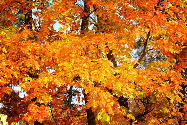 Orange Red Autumn Oak Leaves Picturesque Fall Park Sunny Day — Stock Photo, Image