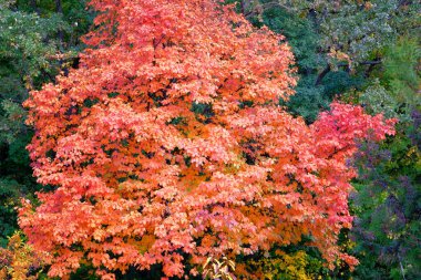 Resimli sonbahar parkında kırmızı ve turuncu meşe yaprakları. Sonbaharda güneşli bir gün. Sıcak hava.