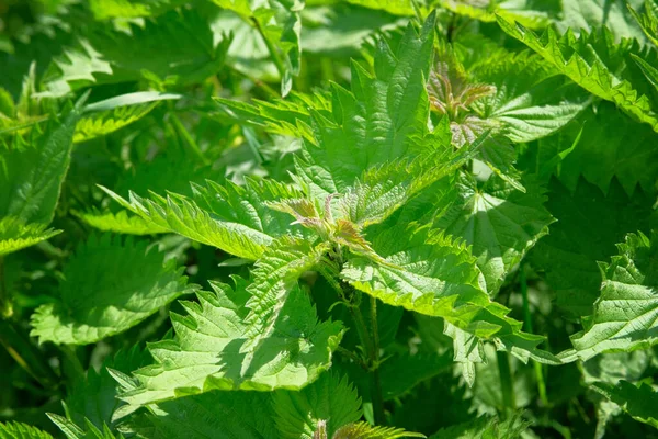 Brandnetel Zomer Groene Weide Voorjaar Natuur Achtergrond Geneeskrachtige Gezonde Kruid — Stockfoto