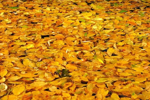 Outono Folhas Ouro Brilhantes Água Parque Amarelo Várias Folhas Para — Fotografia de Stock