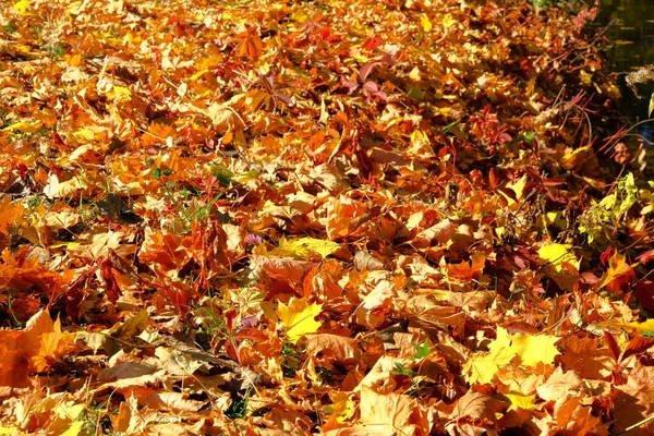 Folhas Outono Chão Maple Vermelho Folhagem Amarela Livre Folhas Sol — Fotografia de Stock