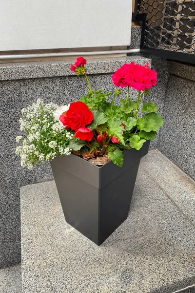 Pot with bush of blooming plant for landscape design. Geranium. Bush with red flowers in pot. Plants for house.