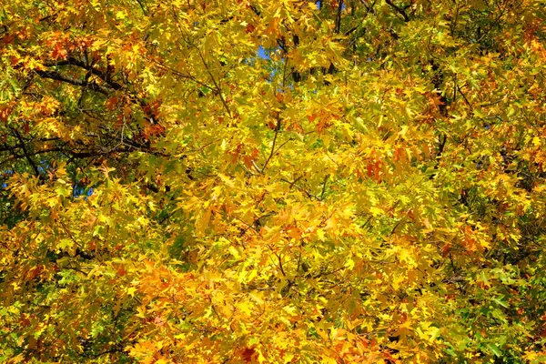 Orangefarbene Und Goldene Eichenblätter Malerischen Park Sonniger Tag Herbst Warmes — Stockfoto