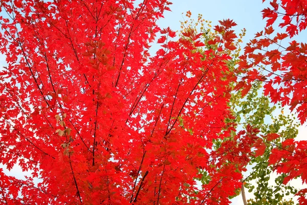 Red Maple Leaves Nature Autumn Sunny Day Warm Weather City — Stock Photo, Image