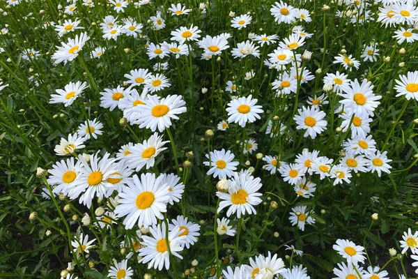 Цветение Маргаритки Летнем Зеленом Лугу Oxeye Daisy Leucanthemum Vulgare Много — стоковое фото