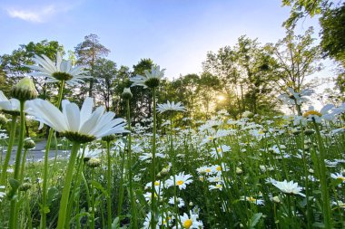Yazın yeşil çayırlarda papatya çiçekleri. Uzun beyaz yapraklı bir sürü papatya çiçeği güneşli bir günde romantik bir çiçek tarhı..