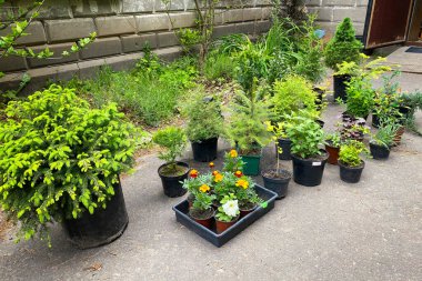 Çiçekli bahçe dükkanı. Dekoratif saksı bitkileri satılıktır. Yerel pazarda saksılarda çalılar ve çiçekler. Çiçek teslimatı.