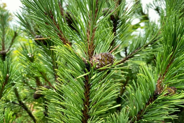 Green Fresh Fir Branch Cones Forest Blurred Background Medicinal Fresh — Stock Photo, Image