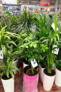 Sheflera Gerda ve diğer ev bitkileri bahçe dükkanında saksıda. Yeşil bitkiler mağazada satılır. Yeşillik ekimi.