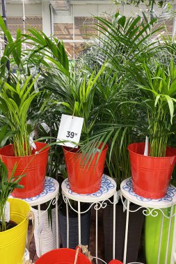 Bahçe dükkanındaki saksılarda saksı bitkileri. Mağazada çeşitli yeşil bitkiler satılır. Yeşillik ekiyorum. Areca Arecaceae palmiyeleri.