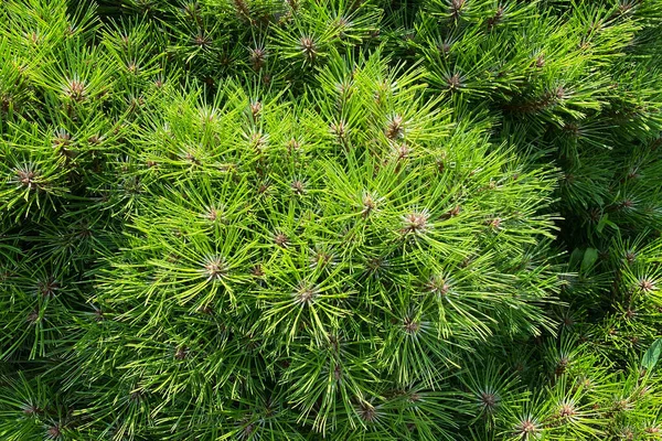 Unga Gröna Grenar Tall Trädgården Närbild Vårens Naturdekoration Tallskog Och — Stockfoto