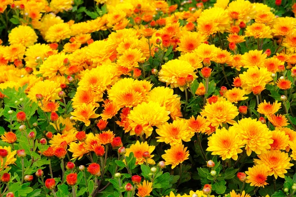 Crisantemos Parque Botánico Vegetación Ciudad Flores Naranjas Crisantemos Otoño Fondo — Foto de Stock