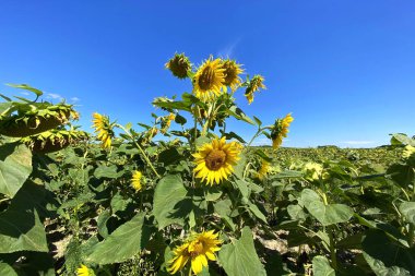 Mavi gökyüzüne karşı sarı parlak ve canlı ayçiçekleri. Kırsal alan.