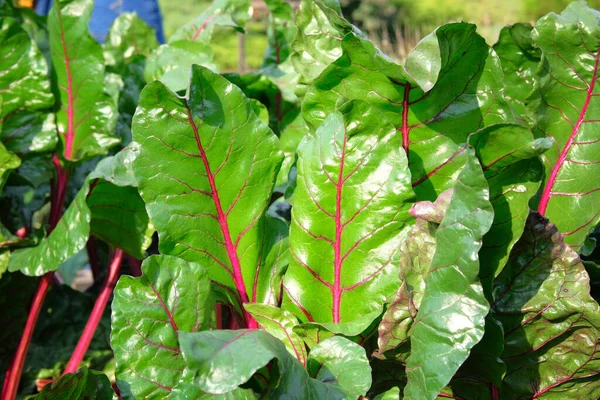 生长在乡村花园中的沙地 彩虹沙丁叶在耕作和收割中 在家里种植蔬菜 特写镜头 — 图库照片