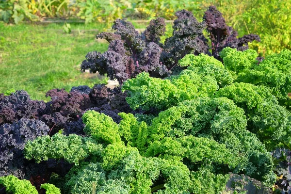 Jonge Gekiemde Boerenkoolsalade Moestuin Kale Blad Landbouw Oogsten Groenten Verbouwen — Stockfoto