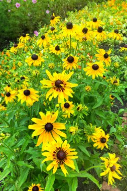 Yeşil arka planda Ekinezya çiçekleri, yakın plan. Bitkisel ilaçlar için sarı çiçekler. Parlak çayır.