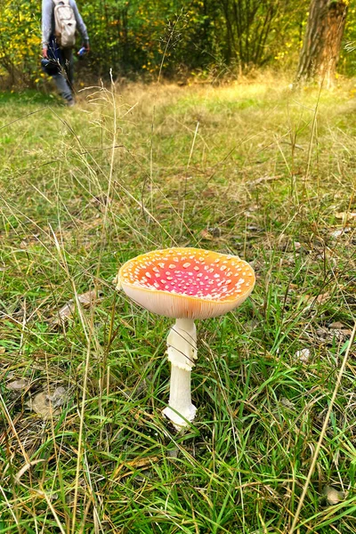 Amanita Muscaria Красный Дикий Ядовитый Мухомор Агарский Гриб Лесу Осенью — стоковое фото