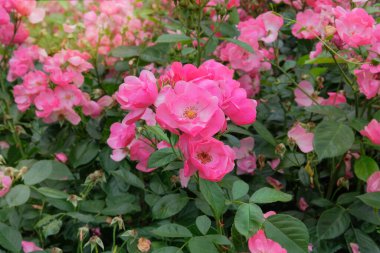 Çiçekler bir çiftlikte çiçek açıyor. Çiçekli Rosa odoratabush kır evinde büyüyor. Açık pembe çiçekli çiçek açan çalılar. Güneşli bir gün. 
