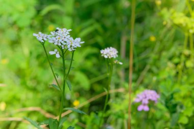 Alyssum çiçekleri doğada yetişiyor. Yeşillik. Saha koruması. Huzurlu bahçede dekoratif bitkiler. Güneşli bir gün. 