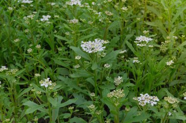 Alyssum çiçekleri doğada yetişiyor. Yeşillik. Saha koruması. Bahçede küçük beyaz çiçekler. 