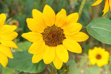 Ayçiçekleri kırsal alanda yetişiyor. Sonbaharda ayçekirdeği. Çiftçilik geçmişi ve güneş ışığı. Kırsal. 