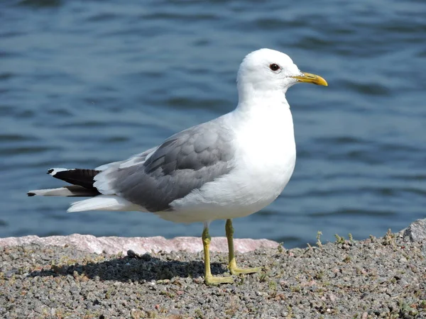 Gaviota Costa Del Mar Báltico — Foto de Stock