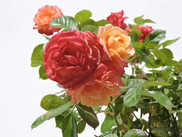 Bouquet Mawar Merah Dan Kuning Pada Latar Belakang Dinding Putih — Stok Foto