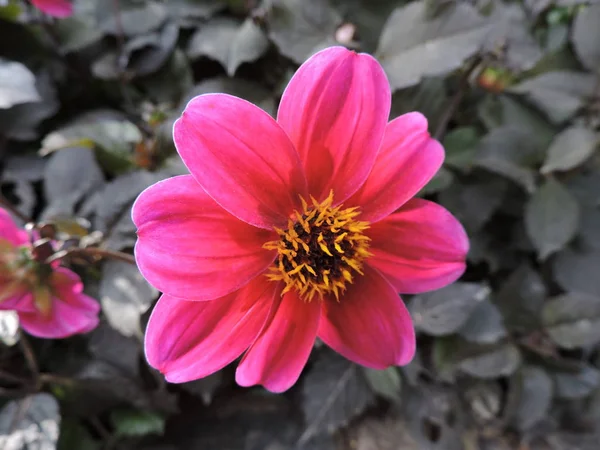 植物園 ヘルシンキで美しいピンクの花 — ストック写真