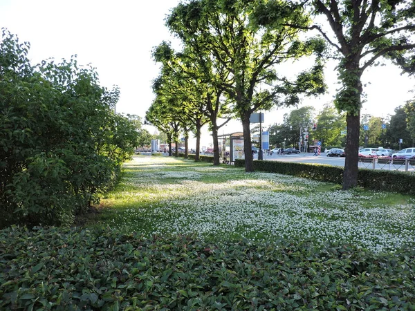 Campo Trébol San Petersburgo — Foto de Stock