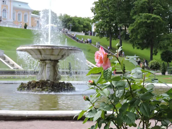 Fontana Rosa Nel Parco Peterhof San Pietroburgo — Foto Stock