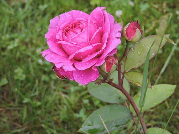 Рожева Троянда Після Дощу — стокове фото