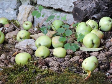 Yine de hayat ile elma ve pinecones Tallinn