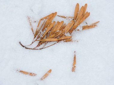 Tohumlar üzerinde soğuk kar