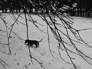 Siyah ve beyaz kış manzarası ile bir köpek