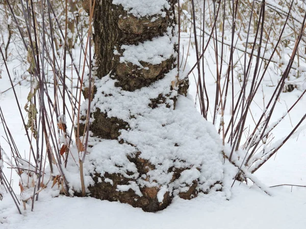 Árbol Invierno Con Ramitas Nieve —  Fotos de Stock