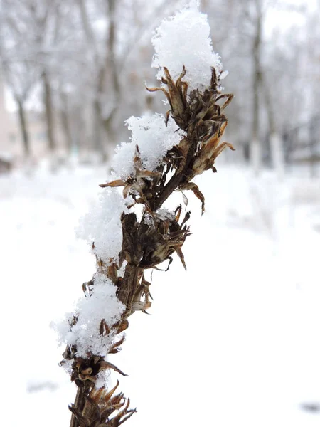 Hermosa Planta Congelada Parque Invierno —  Fotos de Stock