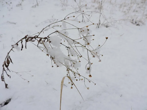 Zima Krajobraz Śnieżny Roślin Dziedzinie — Zdjęcie stockowe