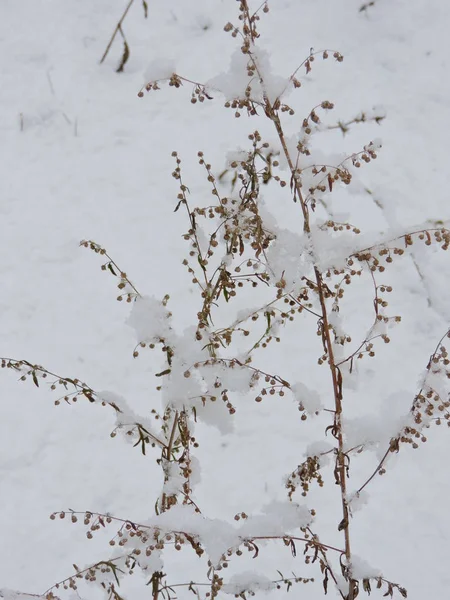 Snöiga Växt Fältet Vinter — Stockfoto