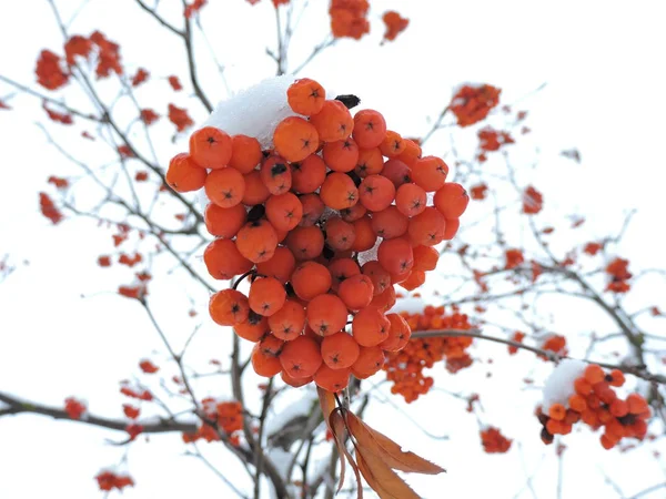 Winter Branch Rowan Tree — Stock Photo, Image